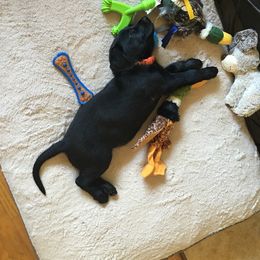Labrador Retriever Puppies from Wild Feather Hunting Dogs