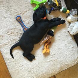 Labrador Retriever Puppies from Wild Feather Hunting Dogs