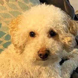 Lilah - Assorted Doodle Crosses