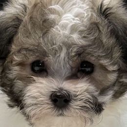 Bernardo - Parti male Maltipoo puppy in Lebanon, Kentucky from Mosaic Merle Doodles