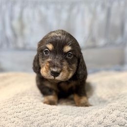 Trace - Black and tan male Dachshund puppy in Anderson, Alabama from Pasek Kennels