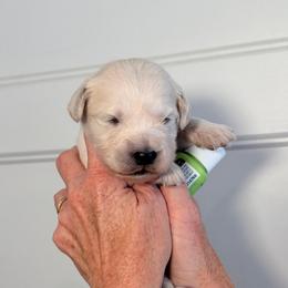 Boy 4 Light Green - Light golden male Golden Retriever puppy in Mc Minnville, Tennessee from Wishaw Whisky Golden Retrievers