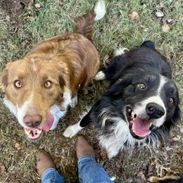 Border Collie puppies from Cross K Working Collies