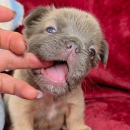 Mocha - Blue fawn female French Bulldog puppy in Madison, Alabama from Moss Bulldog's Home
