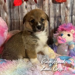 Australian Shepherd and Pembroke Welsh Corgi Puppies from Lewis Aussie’s & Corgi’s