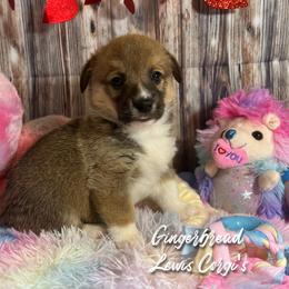 Australian Shepherd and Pembroke Welsh Corgi Puppies from Lewis Aussie’s & Corgi’s
