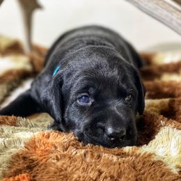 German Shorthaired Pointer, Labrador Retriever, and Working Cross Puppies from Upland Valley Kennels