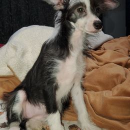 Chinese Crested Puppies from Perfect Pups R Us