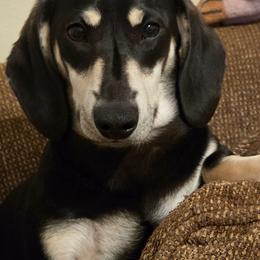 Blue - Dachshund