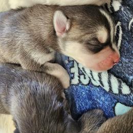 Boy 2 - Black and white male Siberian Husky puppy in Killeen, Texas from Jackson's Siberians
