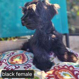 Miniature Schnauzer Puppies from J&L Floppy Eared Schnauzers