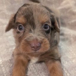 Aussiedoodle Puppies from The Cuddly Dood Ranch