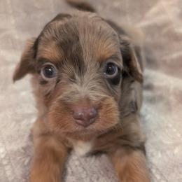 Aussiedoodle Puppies from The Cuddly Dood Ranch