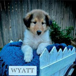Wyatt - Sable male Collie puppy in Lubbock, Texas from Lonestar Country Collies