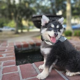 Green - Blue male Pomsky puppy in Franklinton, Louisiana from VooDoux Farms