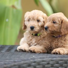 Goldendoodles from Goldendoodlezfl