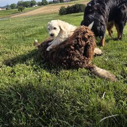 Bernedoodle Puppies from Doting Doodles