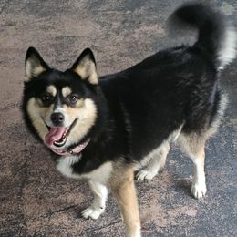 LUNA - Pomsky
