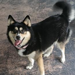 LUNA - Pomsky