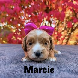 Marcie - Red female Australian Labradoodle puppy in Rochester, Michigan from Monarch Labradoodles
