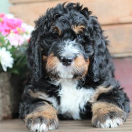 Bernedoodle Puppies from Richardville Hunde