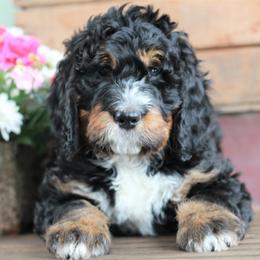 Bernedoodle Puppies from Richardville Hunde