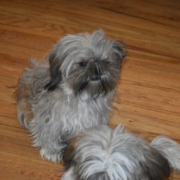 Trixie - Shih Tzu