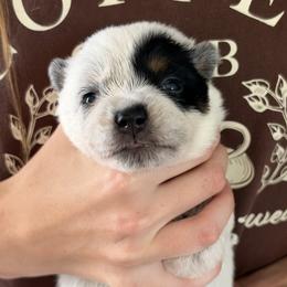 Boy 2 - Blue male Australian Cattle Dog puppy in Irvington, Kentucky from Dry Valley’s Australian Cattle Dogs