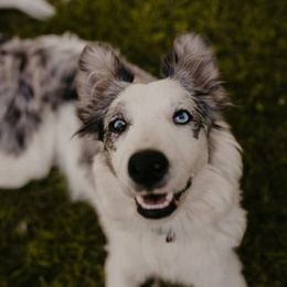 Border Collie All Grown Up from Battle Born Borders
