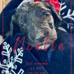 Goldendoodle Puppies from Life is Golden Doodles