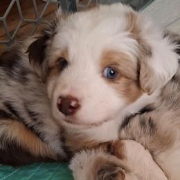 Murphy - Red merle male Miniature Australian Shepherd puppy in Copperas Cove, Texas from Aussies Acre