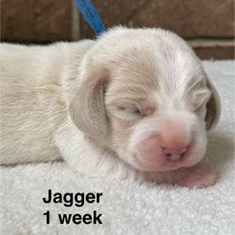 Jagger - Tan and white male Beagle puppy in Rogersville, Missouri from Hales Little Beagle Haven