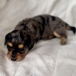 Tulip - Dapple female Dachshund puppy in Fayetteville, Arkansas from Natural State Dachshunds