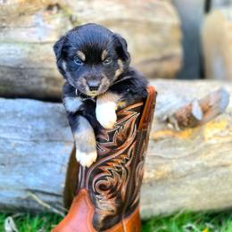 Raven - Black tri-color female Australian Shepherd puppy in Salem, Oregon from Steady Aim Aussies