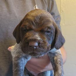 Girl 3 - Brown and gray female Wirehaired Pointing Griffon puppy in Emmett, Idaho from Idaho Wirehaired Pointing Griffons