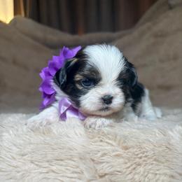 Celine - Tricolor female Shih Tzu puppy in Phoenix, Arizona from Spoiled ShihTzu LLC