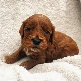 Cupid - Red  male Goldendoodle puppy in Temecula, California from Country Hills Doodles
