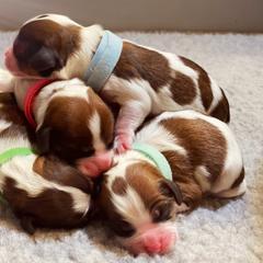 Cavachon, Cavalier King Charles Spaniel, and Cavapoo Puppies from LierChonPoo