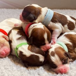 Cavachon, Cavalier King Charles Spaniel, and Cavapoo Puppies from LierChonPoo
