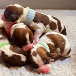 Cavachon, Cavalier King Charles Spaniel, and Cavapoo Puppies from LierChonPoo