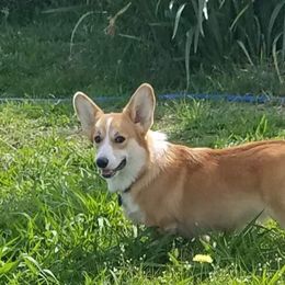 Pembroke Welsh Corgis from Schmitz Farms