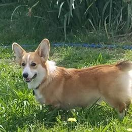 Pembroke Welsh Corgis from Schmitz Farms