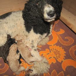 Goldendoodle and Poodle Puppies from David & Patricia Elliott