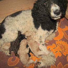 Goldendoodle and Poodle Puppies from David & Patricia Elliott