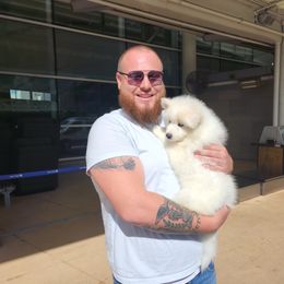 Samoyed Puppies from Hill Country Samoyeds