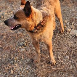 Lannie - Australian Cattle Dog