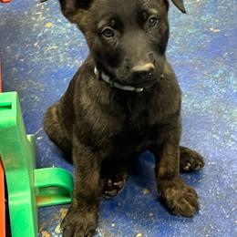 Knox - Black brindle male Dutch Shepherd puppy in Sierra Vista, Arizona from KnightWatch K-9