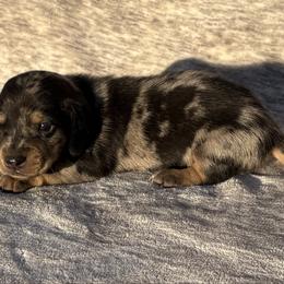 Bear - Dapple male Dachshund puppy in Elfrida, Arizona from Brooke Brumley