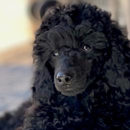 Poodles from Berndt Sienna Poodles