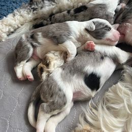 Old English Sheepdog and Sheepadoodle Puppies from The Great White Fluffalo